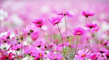 3 giờ sinh Âm lịch của người nhân hậu, phúc khí dày, được quý nhân phù trợ suốt đời