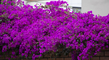 3 việc cần làm để hoa giấy nở đúng dịp Tết