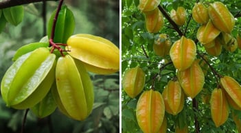 2 mệnh này cực hợp trồng Cây Khế: Có 1 cây như hũ chôn tiền, cây càng lâu năm càng giàu có