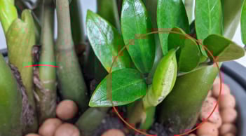 5 loại cây nở hoa điềm báo may mắn giàu có