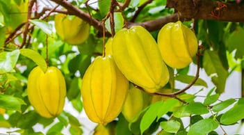 Người 2 mệnh này trồng cây khế là rước Thần Tài vào nhà, làm đâu thắng đó