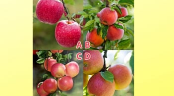 Quiz: Chọn xem quả táo nào là Giả để biết xem khả năng nhìn nhận của bạn tinh tế đến mức nào?