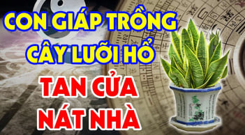 Trồng Lưỡi Hổ hợp phong thuỷ nhưng có 2 tuổi là đại kỵ, lỡ trồng của cải trôi sông