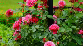 3 tháng sinh Âm lịch được xem là tốt lành, là người bền bỉ vững vàng, hậu vận bình an, sung túc