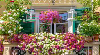 4 loại cây cỏ hoa lá kị khi trồng ở ban công