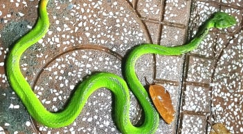 4 loài vật báo điềm xui, chớ coi thường khi thấy chúng trong nhà 