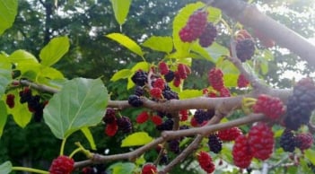 5 loại cây, 3 loại quả trồng trong nhà khiến hao tài, mất lộc – Nhiều gia đình không hề biết!