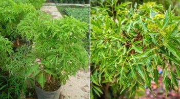 Cây Đinh Lăng trấn giữ của cải đừng trồng linh tinh: Đây chính là vị trí tốt nhất, đừng bỏ qua