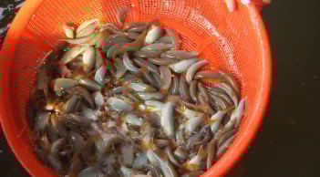 Đặc sản sông Mê Kông kêu “eng éc” như heo: Giá nửa triệu/kg, nông dân miền Tây trúng lớn