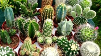 Đừng chủ quan: 3 vật phẩm tuyệt đối không nên bày ở cửa hàng kẻo tài vận sa sút, vận đen kéo đến