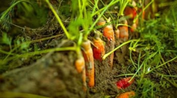 Loại củ chứa nhiều vi nhựa nhất, gia đình Việt vẫn ăn mỗi ngày – đang vào mùa