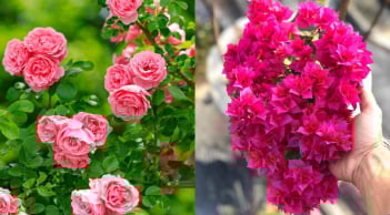 5 loại hoa nên trồng trước cửa nhà để đón lộc