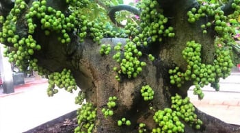 Người thuộc 2 mệnh này trồng cây sung, tài lộc ùn ùn kéo đến, quanh năm no đủ