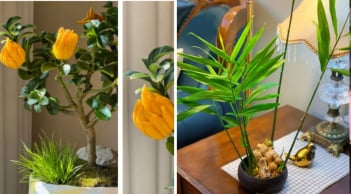 2 cây lên đời thành bonsai được chị em săn lùng Tết 2026: Vừa thơm sang chảnh lại hút trọn phúc khí