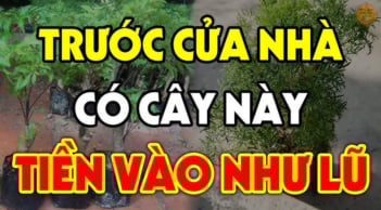 3 loại cây đệ tử Thần Tài: Trồng trước nhà nào nhà đó giàu có, ai không biết quá phí