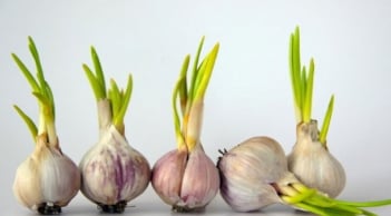 4 thực phẩm nảy mầm cực kỳ bổ dưỡng: Ai không biết vứt đi, cực kỳ lãng phí