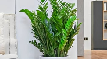 Cây Kim Tiền hợp mệnh nào? Chọn đúng mệnh – hút lộc, chiêu tài khi trồng trong nhà