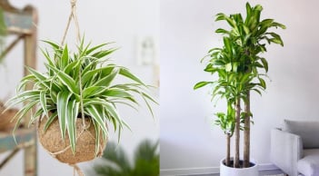 Người giàu mê trồng 4 loại cây này: Chiêu tài nạp phúc, lọc khí độc, tốt cho sức khỏe