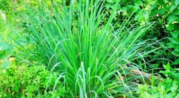 Rắn sợ 3 loại hoa: Trồng một là rắn tránh xa nhà bạn ngay!