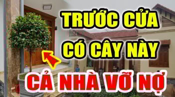 Trước sân không trồng 3 cây, trong nhà không treo 3 vật: Đó là cây gì, vật gì?