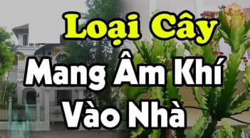 3 cây âm trồng trước nhà cây càng xanh người càng suy: Đó là cây gì?