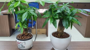 4 cây trước cửa đón lộc, 3 cây sau nhà giữ của: Danh sách cây phong thủy mang tài vận vào nhà bạn