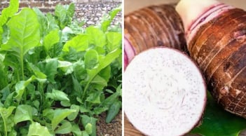 4 loại rau củ không cần thuốc trừ sâu: Đi chợ cứ yên tâm mua ăn, vừa ngon vừa an toàn