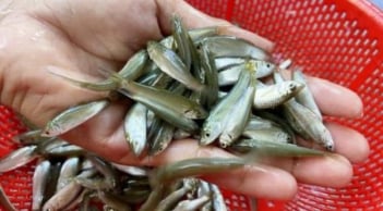 Loại cá giàu canxi, ăn được cả xương: Chỉ xuất hiện 3 tháng trong năm, hiện đang vào mùa săn