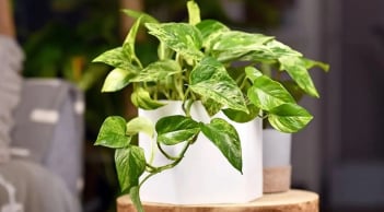 Người thuộc 2 mệnh này trồng cây trầu bà giúp đổi vận, lộc đến ào ào