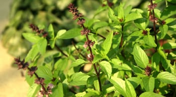 3 loại cây đuổi muỗi dễ trồng