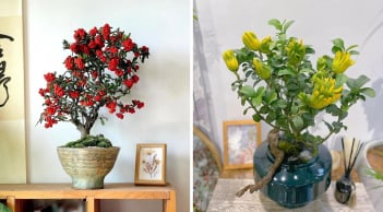 Người Xưa Dặn: “3 Cây Cảnh Vào Nhà, Thần Tài Vui Tới Cửa” Tết 2026 trưng ngay 1 cây để đón lộc may
