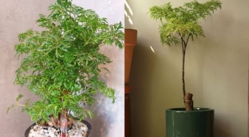 Trồng cây đinh lăng trước nhà trấn trạch an gia: Đặc biệt người tuổi này, mệnh này đón tài lộc giàu nứt vách