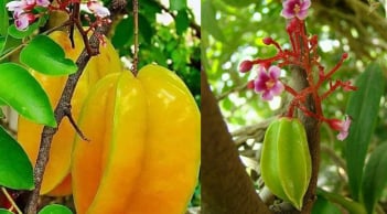 Trồng cây khế trước nhà chiêu tài hút lộc, đặc biệt 2 mệnh này, nhưng hãy chú ý để không phạm kỵ