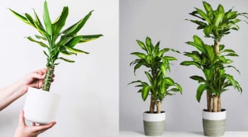 Trồng Thiết Mộc Lan hút lộc nhưng kỵ với người thuộc mệnh này