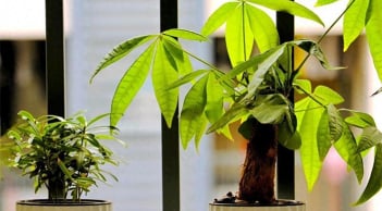 4 vị trí vàng trong nhặt đặt cây kim ngân giúp gia chủ 'hút tiền như nam châm'