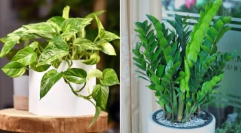 5 loại cây phong thủy hút tài lộc nên đặt trong phòng khách