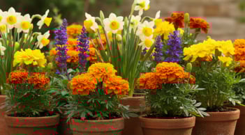 6 loại cây đuổi chuột hiệu quả nhất cho sân vườn bạn nên trồng ngay