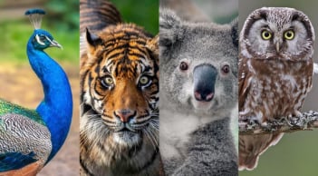 Bạn thông minh theo cách nào? Chọn con vật trong trắc nghiệm tâm lý để biết ngay