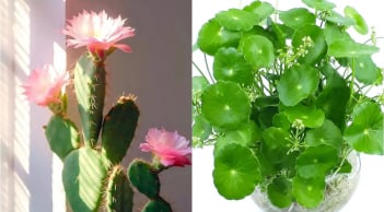 Đừng thấy hoa nở vội mừng: 4 loại cây này nở hoa điềm báo xui xẻo, nên thận trọng