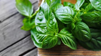 Ít ai biết: Húng quế giúp đào thải axit uric, hỗ trợ giảm đau khớp tự nhiên