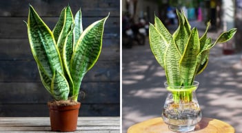 Trồng Lưỡi Hổ trong nhà cực kỳ Hút Lộc nhưng kỵ với 2 mệnh này