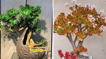 3 loại cây càng lâu gia đoạn càng thịnh vượng, con cháu dễ thành tài, rạng danh dòng họ