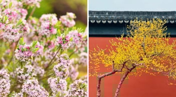 4 cây cảnh nở hoa thơm nhất mùa đông: Trồng một cây trong nhà thơm ngát như xịt nước hoa, hút lộc, bình an