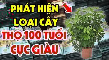 6 cây 'gọi tiền', gia chủ làm đâu thắng đấy