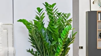 Cây kim tiền hợp mệnh nào? Hướng dẫn chọn cây phong thủy mang tài lộc vào nhà