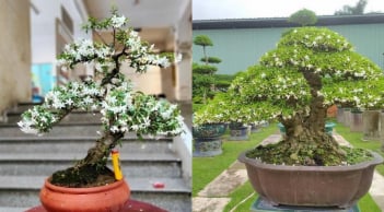 Cây mọc hàng rào “lên chậu” thành bonsai tiền tỷ: Nở hoa quanh năm, mang lộc vào nhà