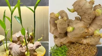 Đặt củ này lên bàn Thần Tài: Bí quyết chiêu tài, hút lộc cực mạnh ai cũng nên biết