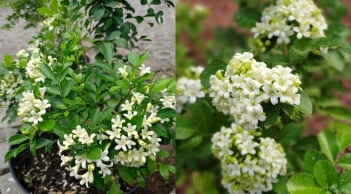 Trồng cây nguyệt quế trước nhà rất tốt về phong thủy nhưng phải chú ý tránh điều phạm kỵ này