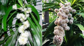 Trồng cây Thiết Mộc Lan thu hút tài lộc nhưng đại kỵ với 2 mệnh này