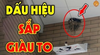 3 con vật tới nhà điềm báo phát tài: Đừng dại đuổi đi